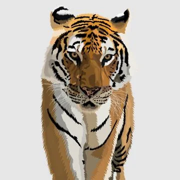 Tiger realistic hand drawn vector and illustrations white backgrounds Stock Illustration
