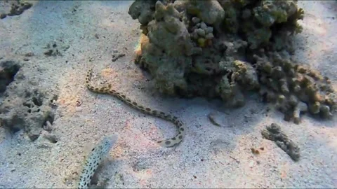  Tiger Reef-Eel Emerging from the Sand with a Small Fish Nearby, Marsa Alam, Egy Stock-Footage 343314005