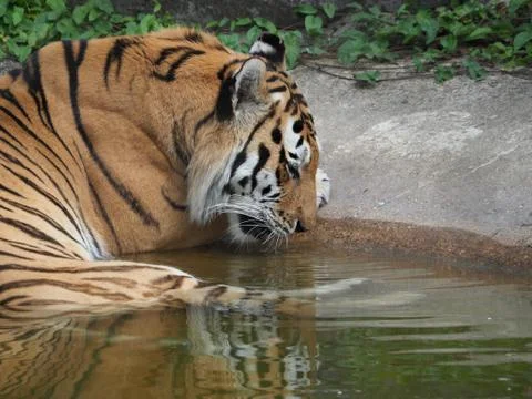 Tiger with reflection in water Stock Photos