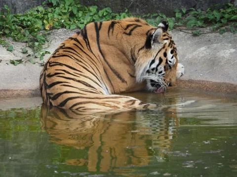 Tiger reflection in water Stock Photos