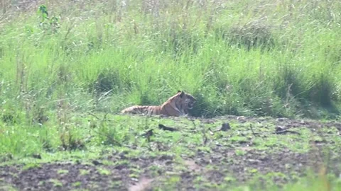 Tiger relax being seated between the tall grass Stock Footage 243806165