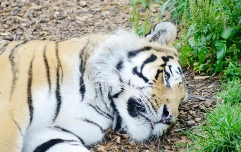 Tiger relaxed Stock Photos