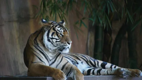 Tiger relaxing Stock Footage 133545149