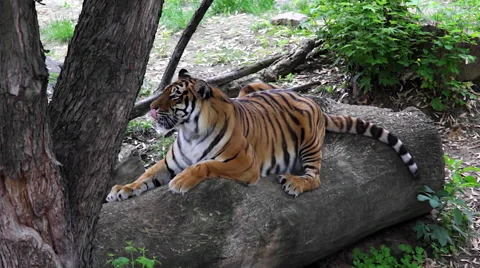 Tiger relaxing on the log Stock Footage 63859819