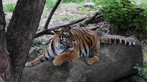 Tiger relaxing on the log Видео 63860150