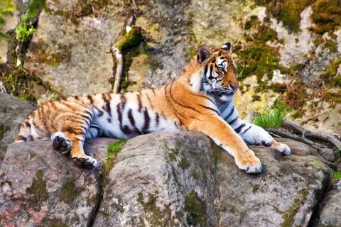 Tiger relaxing Stock Photos