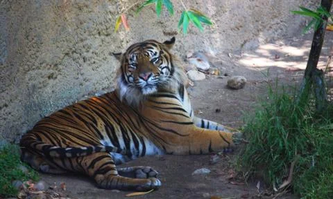 Tiger relaxing Foto stock