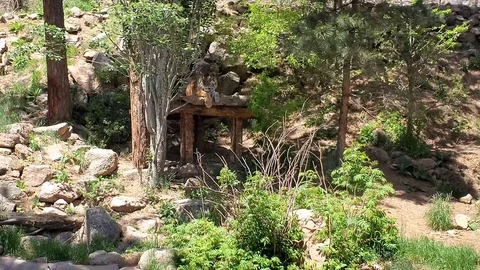 Tiger Rest Stock Footage 111208340