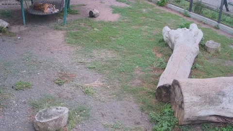 Tiger resting alone on a swing in a cage Stock Footage 160106829