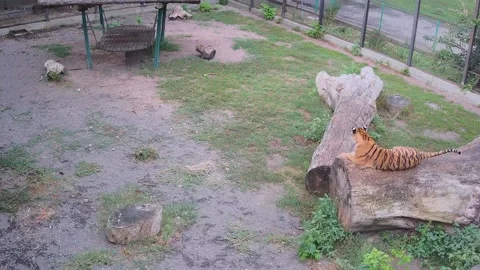 Tiger resting on the ancient tree after the rain Stock Footage 159961825