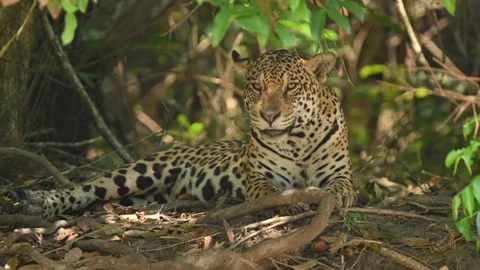 Tiger resting and scouting for prey, Close up shot Stock-Footage 297536274
