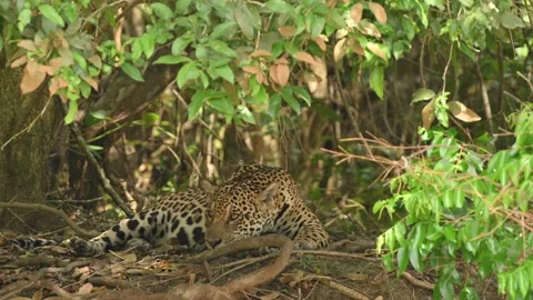Tiger resting and scouting for prey, Close up shot Stock-Footage 297536286