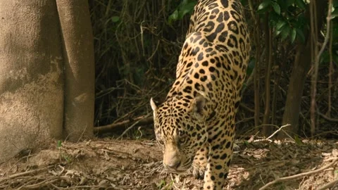 Tiger resting and scouting for prey, Close up shot Stock-Footage 297536290