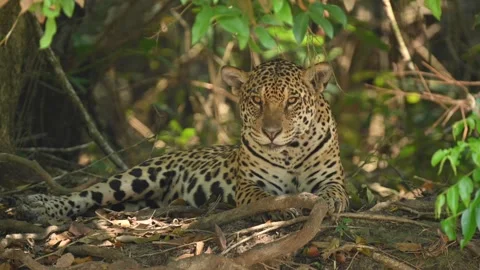 Tiger resting and scouting for prey, Close up shot Stock-Footage 297536300