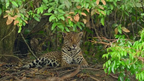 Tiger resting and scouting for prey, Close up shot Stock-Footage 297536309