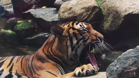 Tiger Resting and Yawning Stock Footage 334515177