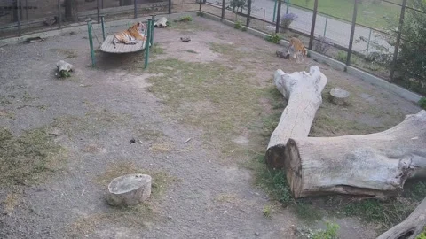The tiger is resting beautifully on the swing Video stock 163355986