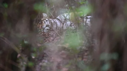Tiger resting behind dense foliage in Kanha national park Stock Footage 313197351