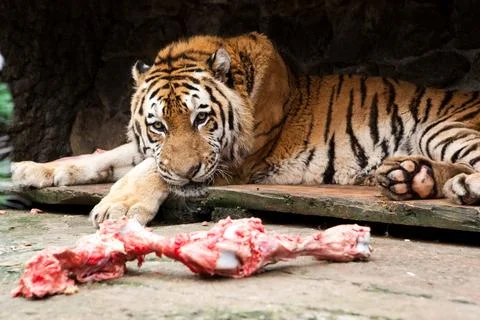 Tiger Resting Beside a Raw Bone Stock Photos