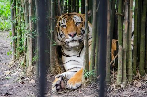 Tiger resting between bamboo trees in a zoo Stock Photos
