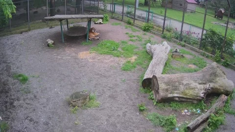 Tiger resting in a cage after lunch Stock Footage 155151935