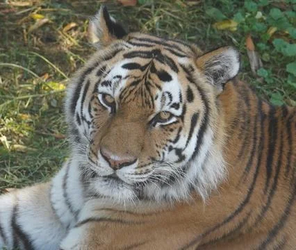 Tiger Resting Close-Up Stock Photos