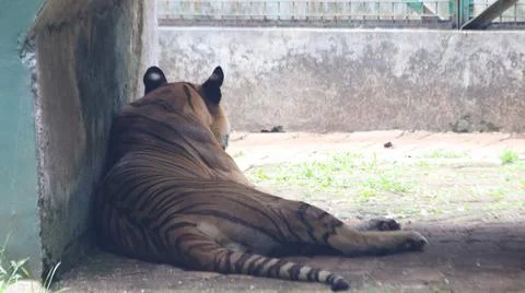 Tiger Resting in Enclosure Stock Photos