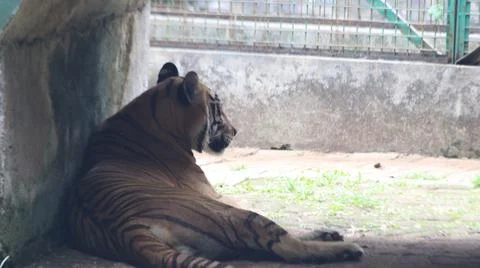 Tiger Resting in Enclosure Stock Photos