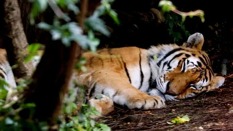 Tiger resting Stock Footage 91152642