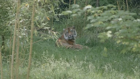Tiger resting Stock Footage 170732463