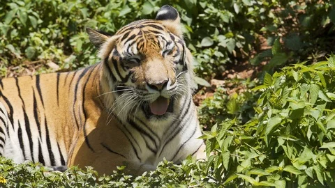 Tiger is resting in the forest. Stock Footage 97962793