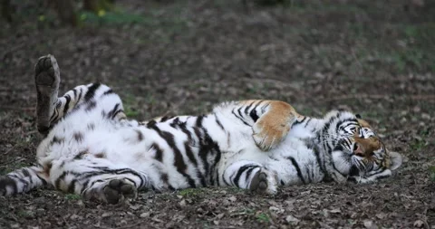 A tiger is resting in the forest Video stock 172373310