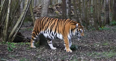 A tiger is resting in the forest Stock Footage 172373405