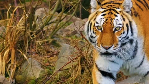 Tiger Resting in Forest Stock Footage 323140364