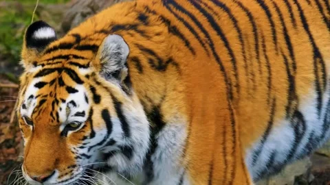 Tiger Resting in Forest Stock Footage 323140420