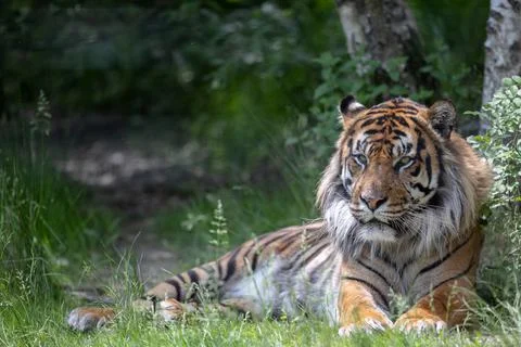 A tiger is resting in the forest Stock Photos