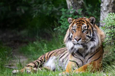 A tiger is resting in the forest Stock Photos