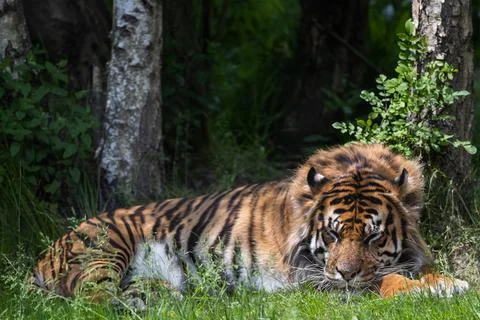 A tiger is resting in the forest Stock Photos