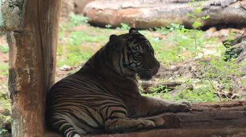 Tiger Resting in Forest Shade Stock Photos