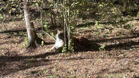 Tiger resting in a forested area, surrounded by trees and fallen leaves Stock Footage 312935053