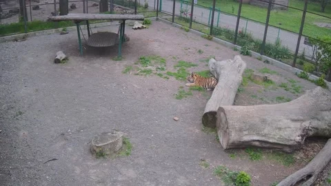 Tiger resting on the grass in an aviary Stock Footage 153979318