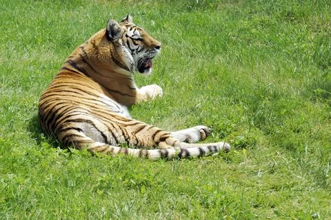 Tiger Resting on Grass Stock Photos