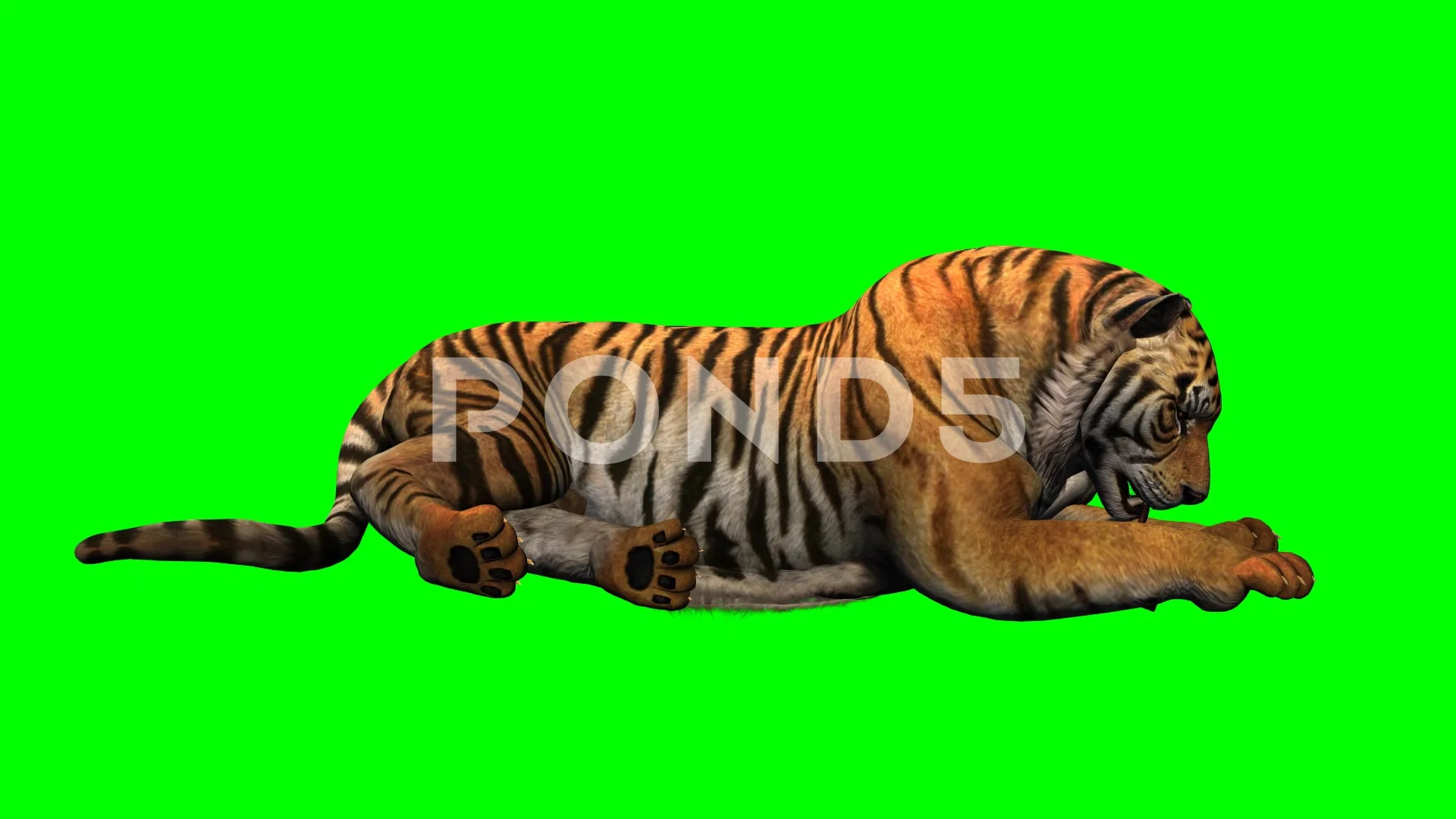 Hình ảnh Tiger animation Green screen chắc chắn sẽ khiến bạn say mê và hào hứng. Hãy xem và cảm nhận sức mạnh của chú hổ trên phông nền xanh.