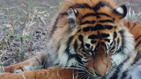 Tiger resting on the ground with its head lowered Stock Footage 332238851
