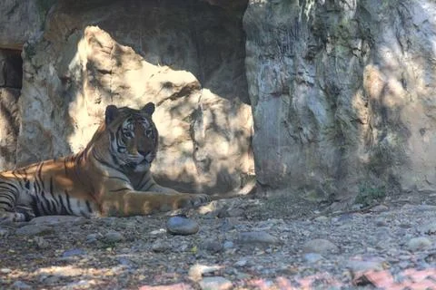 Tiger resting on the ground 스톡 사진