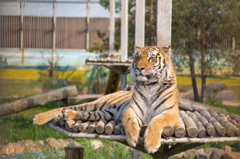 Tiger is resting on a hill Stock Photos