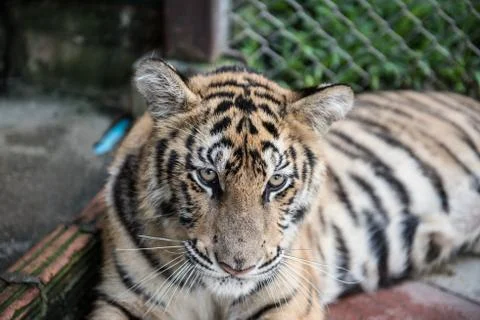 Tiger Resting in Its Cage Stock Photos