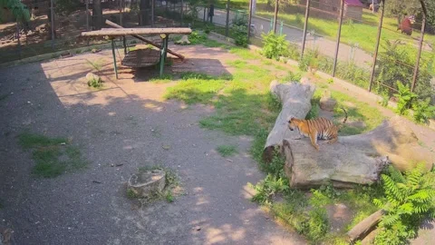 Tiger resting on a log after eating Stock Footage 156493234