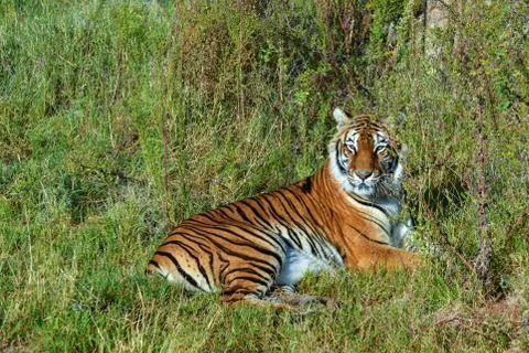 Tiger Resting in the Long Grass Stock Photos