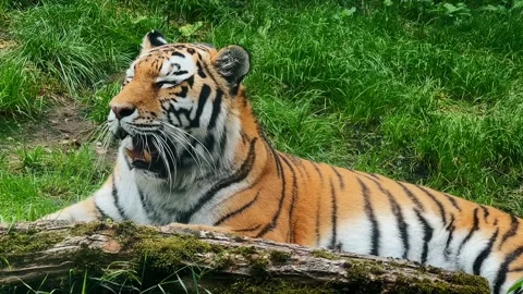 Tiger Resting on Moss-Covered Log in Green Grass Stock-Footage 343154166